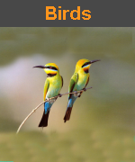 Category: Birds